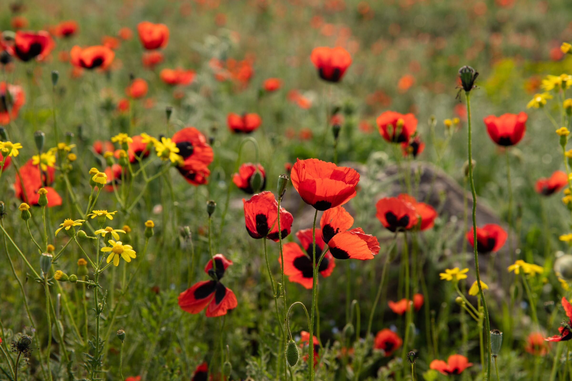 A field of blooming poppies