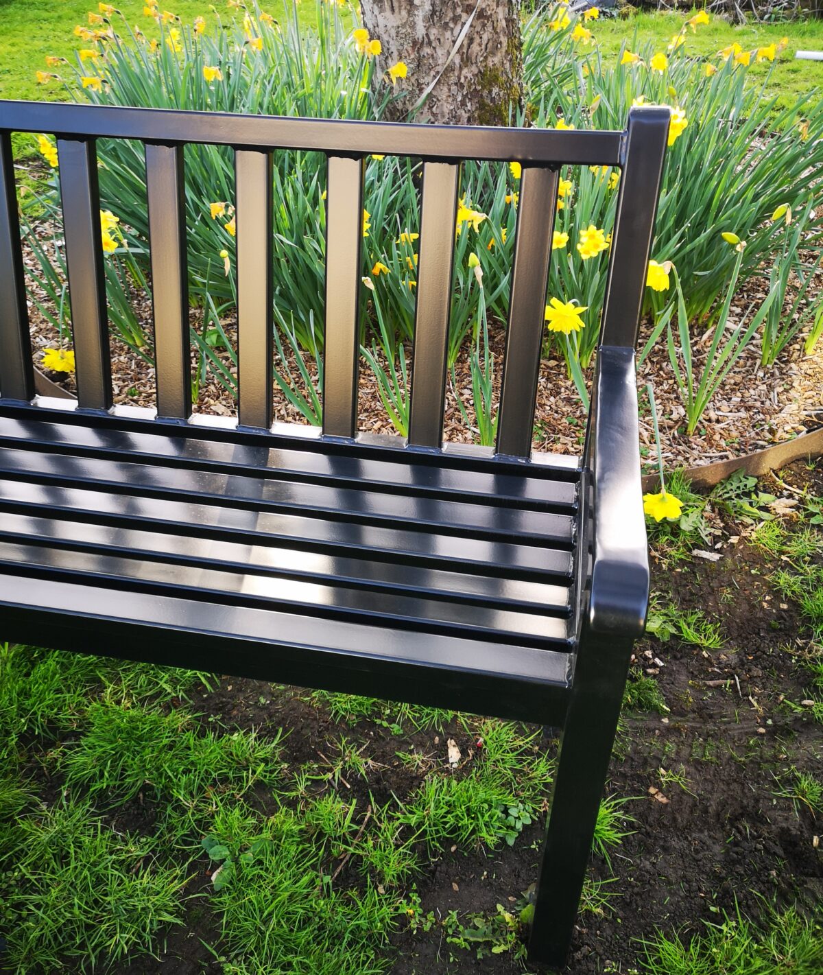 Bench Seat in front of daffodils