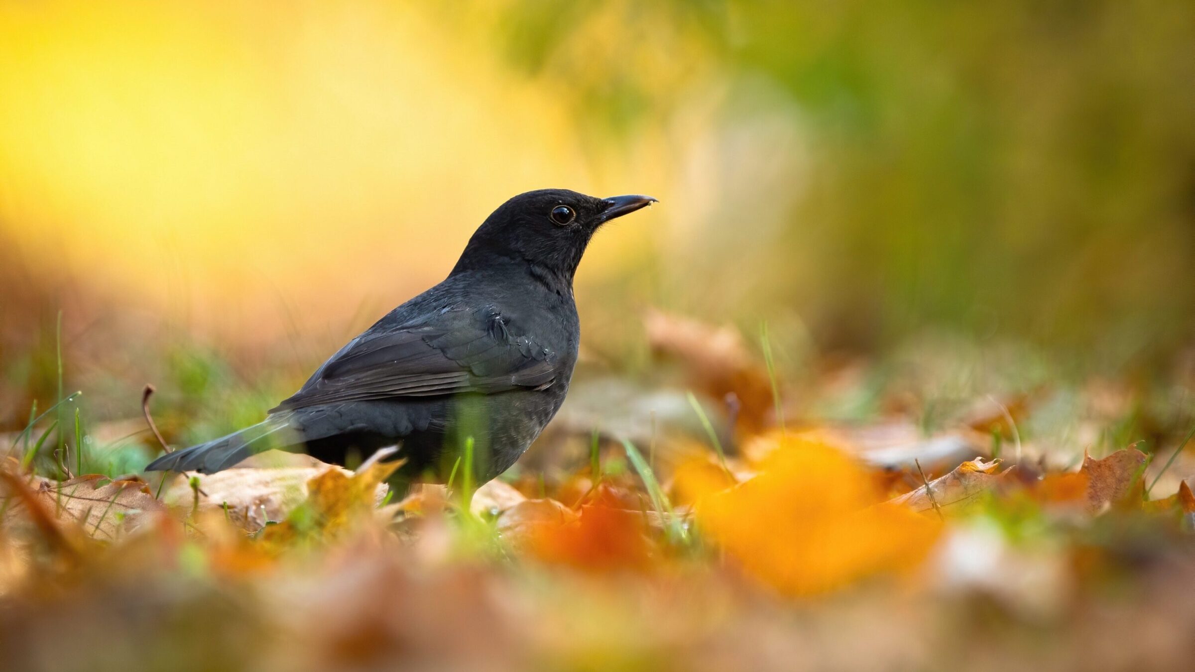 Small common blackbird sitting on the ground